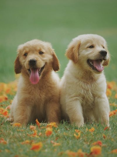 Animals & Pets