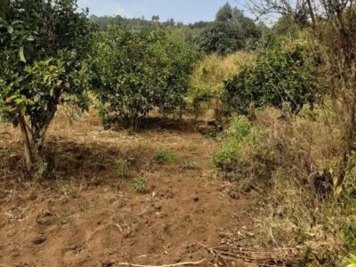 Land for sale